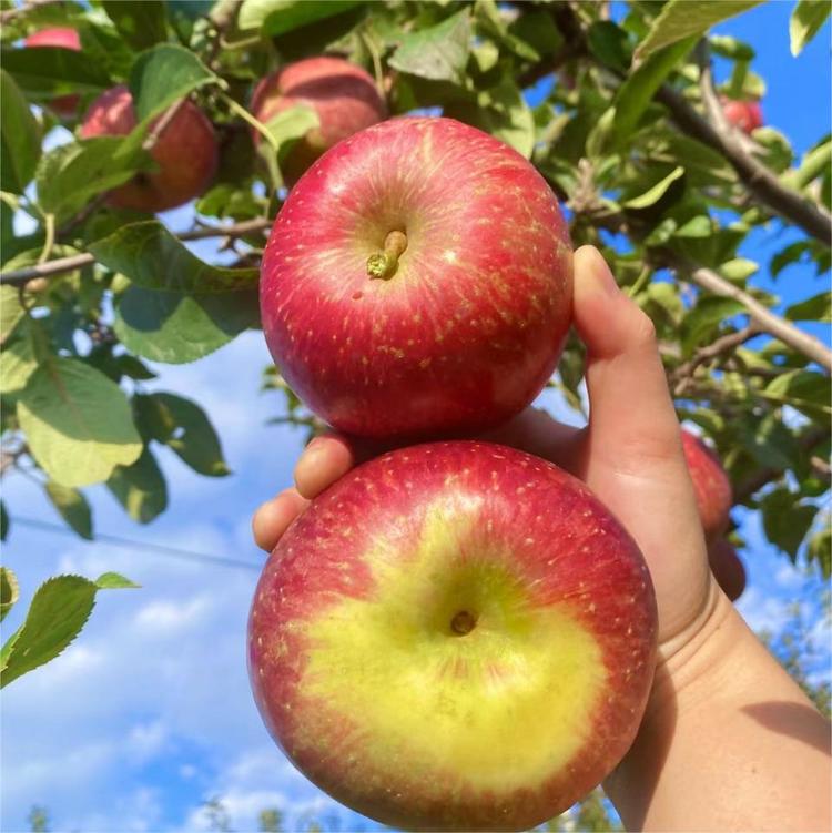 红苹果苹果垫经典版(红苹果床垫图片及价格)-第4张图片-QuickQ官网