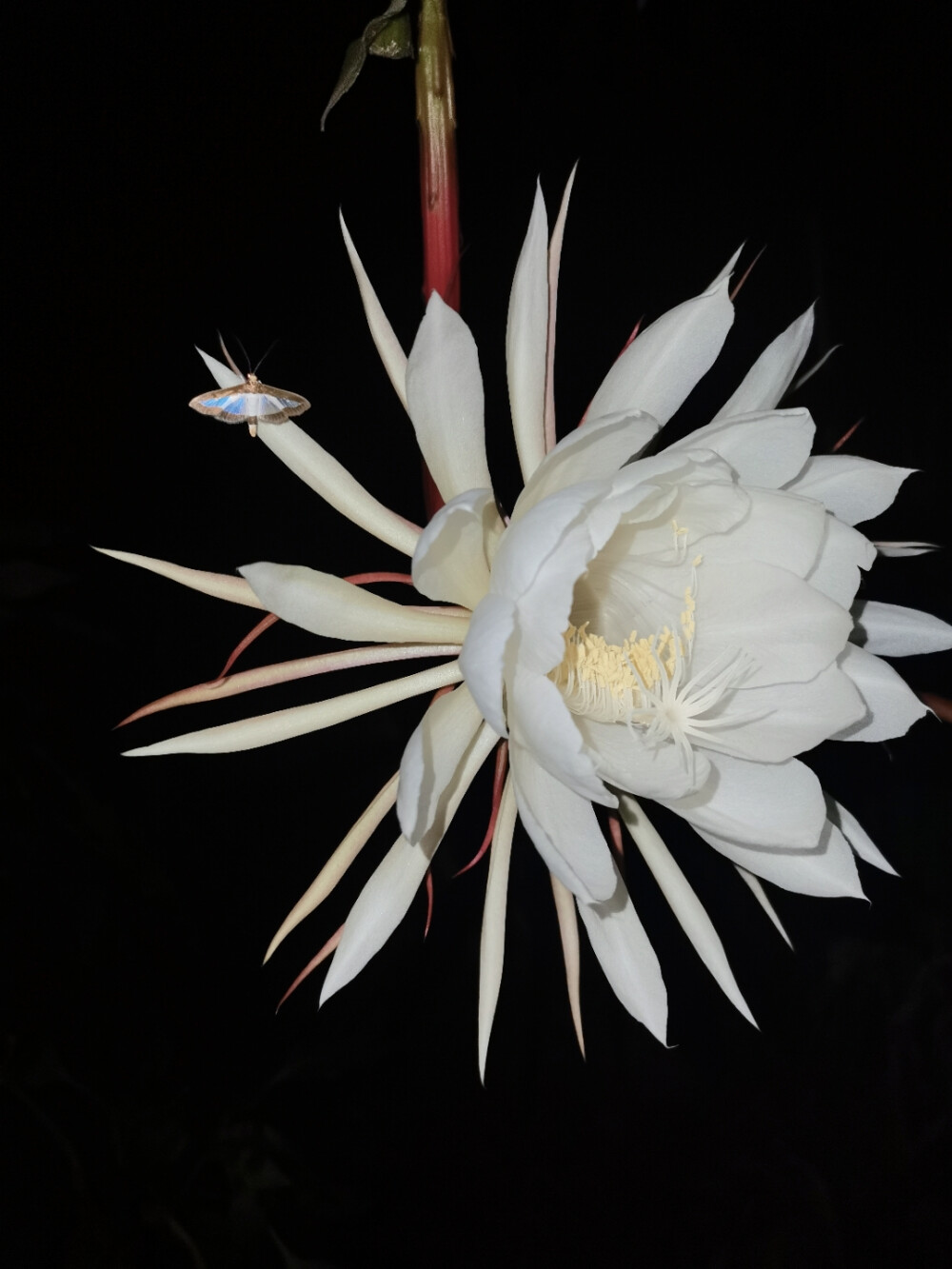 邂逅手机铃声版(邂逅手机来电铃声)