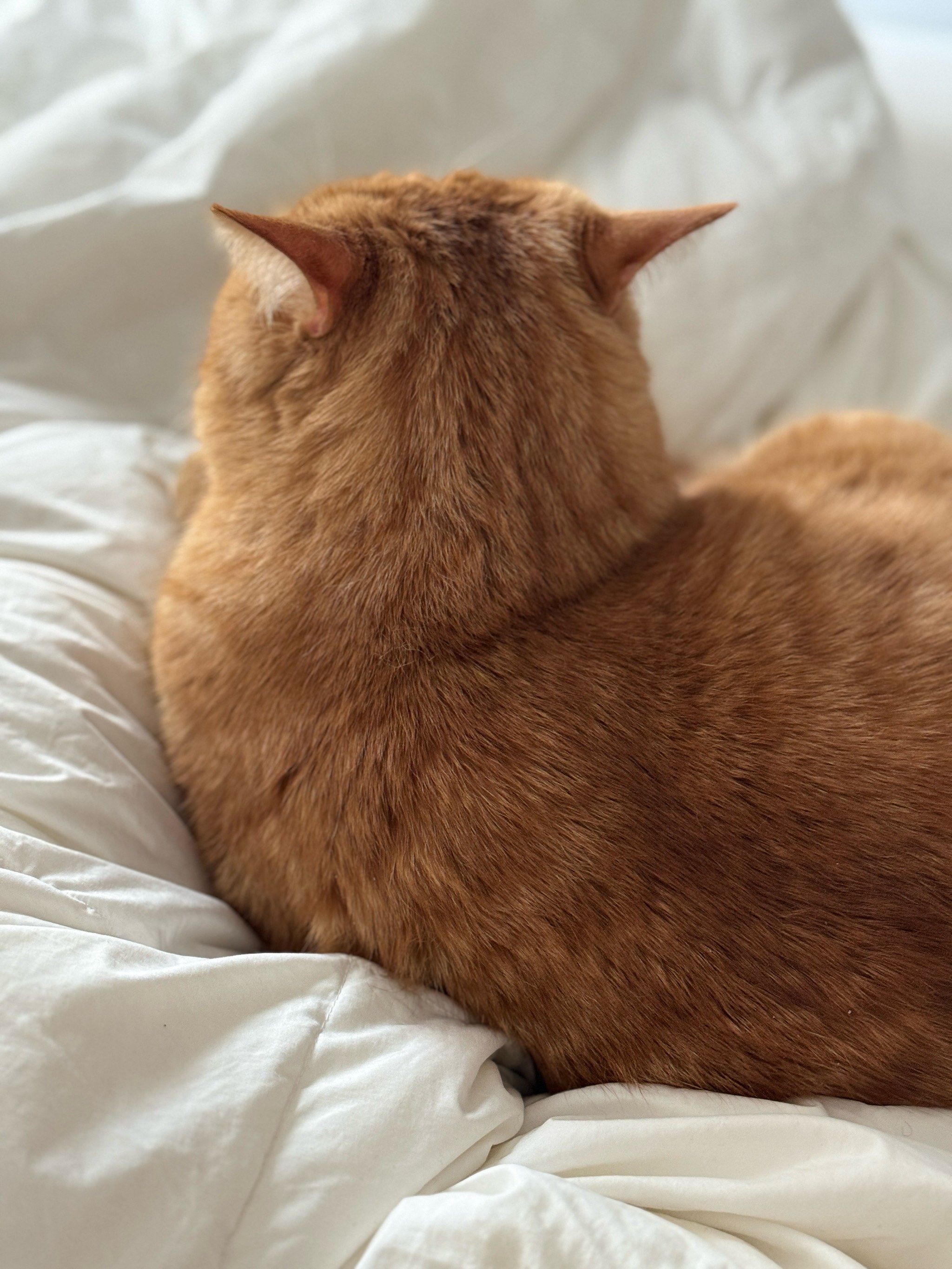 被窝里影院手机版动物(被窝里的科幻电影完整版)