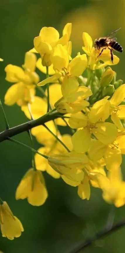 小蜜蜂视频手机版(小蜜蜂多人视频手机版)