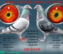 鸽网手机版(手机版信鸽网)