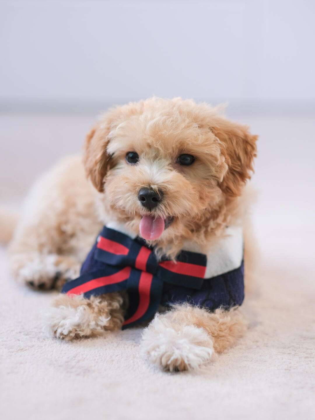 小宠物手机版免费观看(小宠物手机版免费观看全集)-第2张图片-QuickQ官网