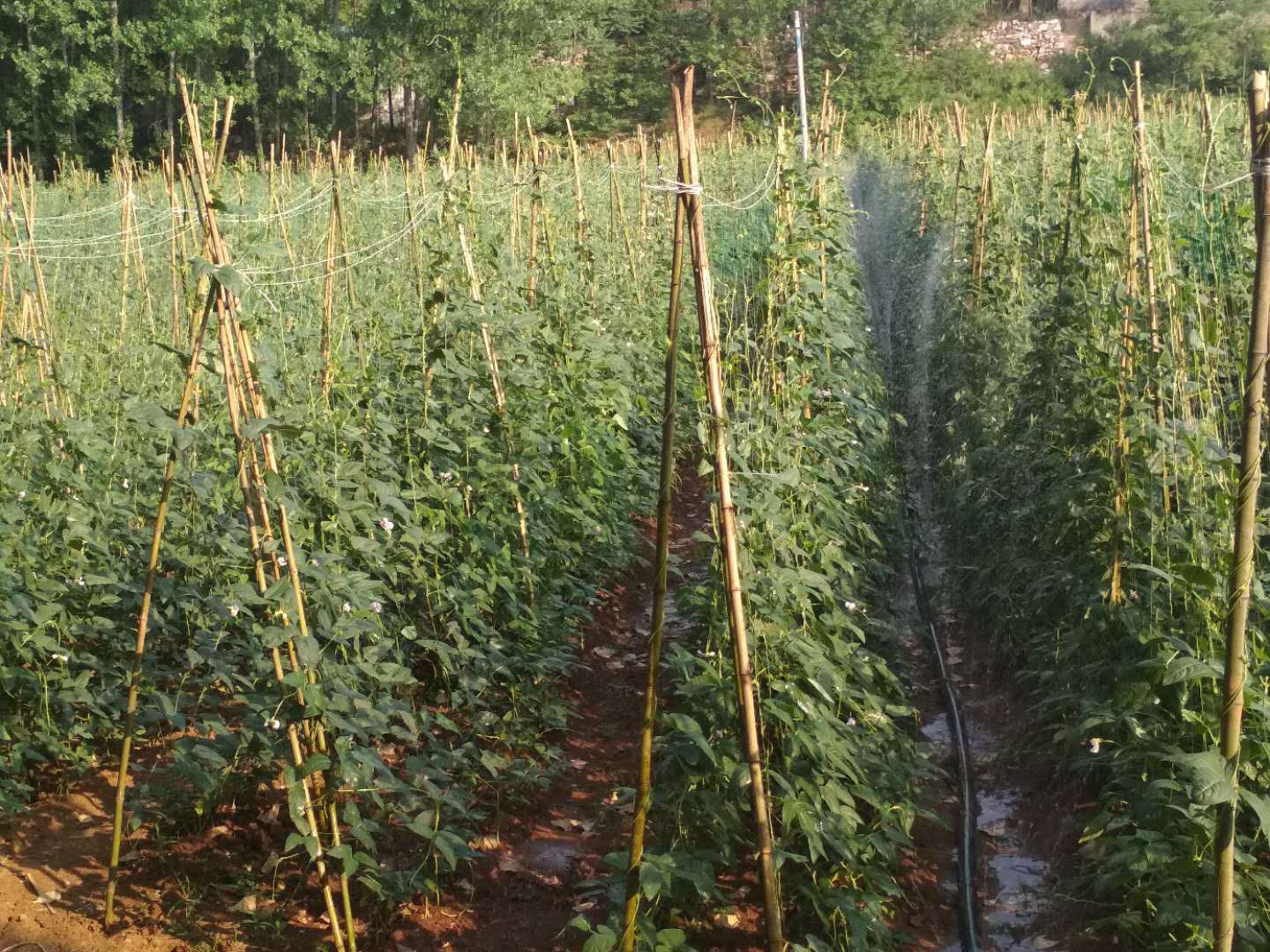 豆角网手机版网(豆角网官网下载安装)-第5张图片-SafeW